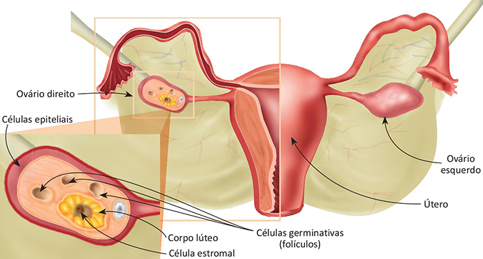 Anatomia do ovário