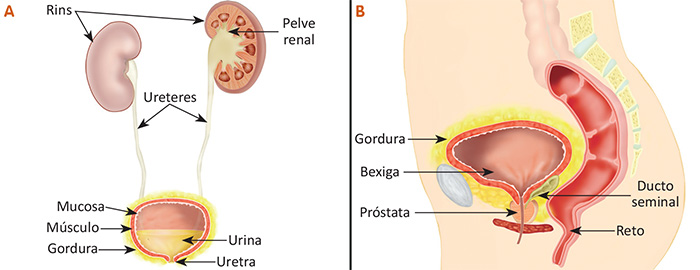 Anatomia da próstata com visão anterior do órgão 