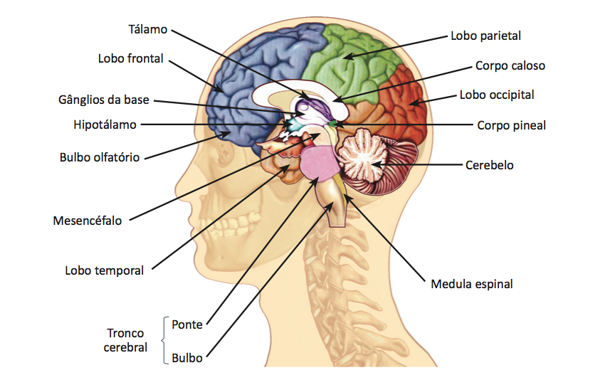 Anatomia do sistema nervoso central.