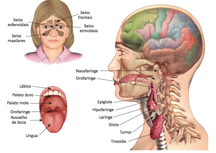 Anatomia da cabeça e pescoço
