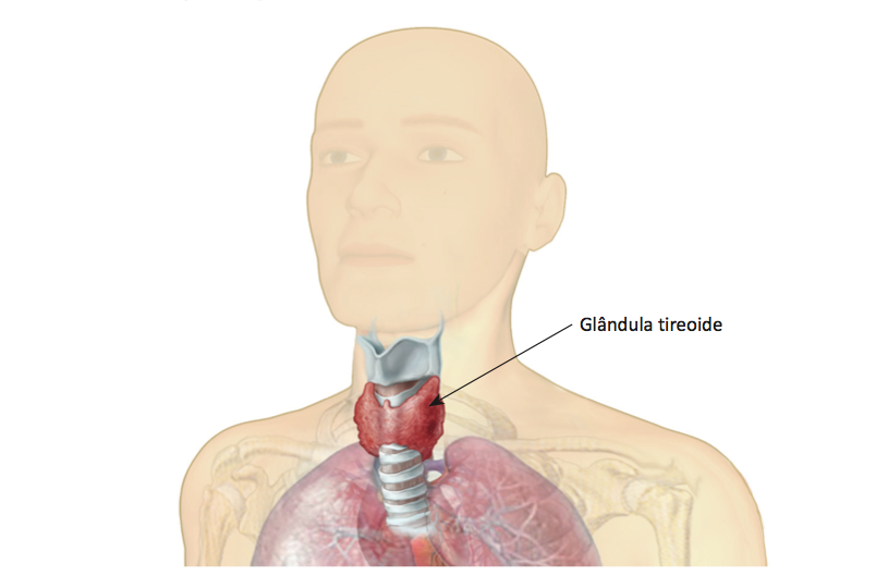 Localização da glândula tireoide.