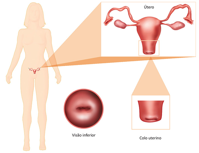 Localização do colo uterino.