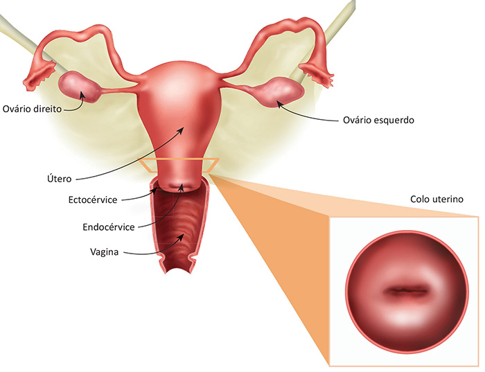 Anatomia do colo uterino