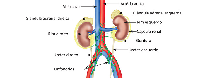 Anatomia do rim