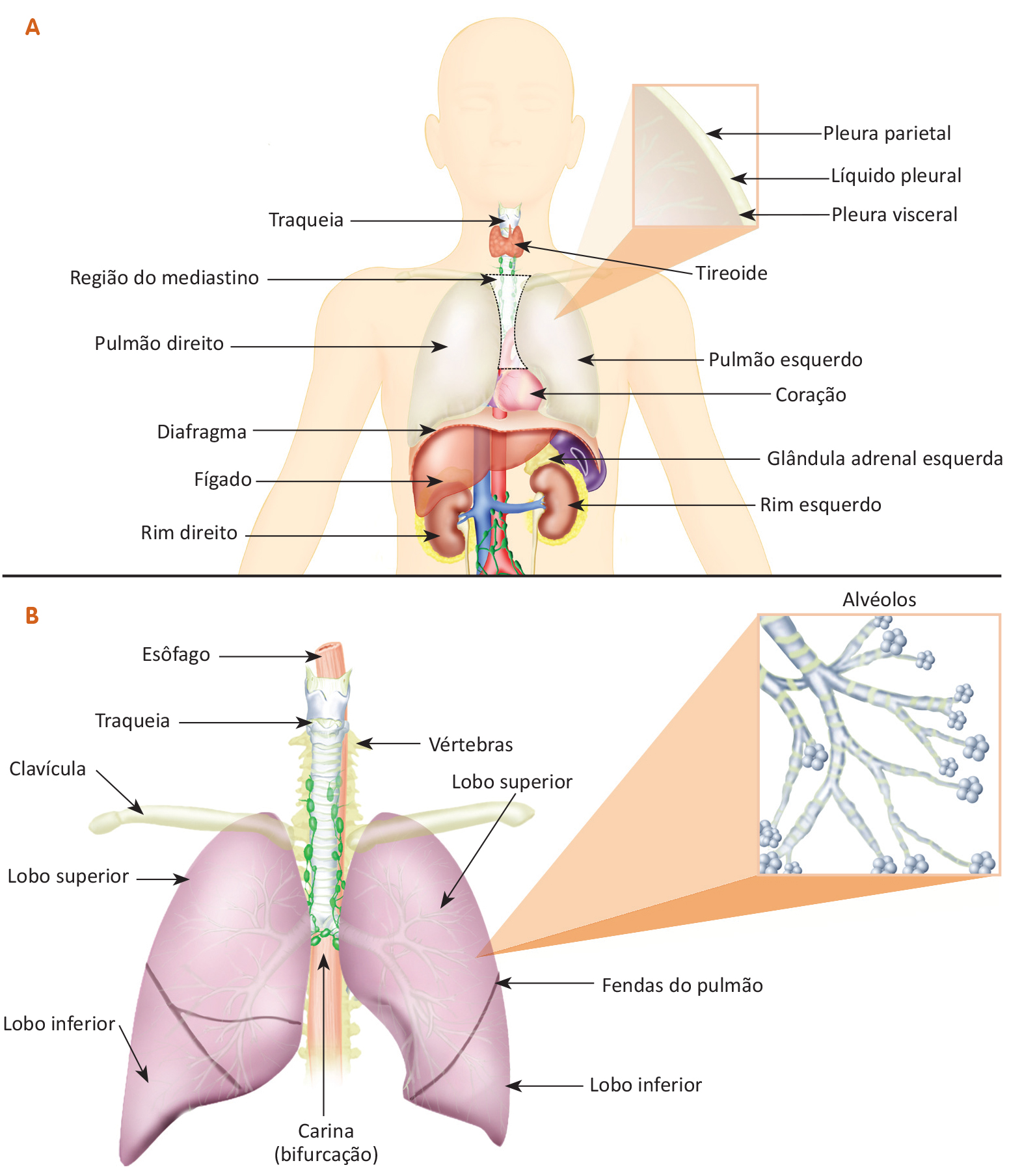 Anatomia dos pulmões 
