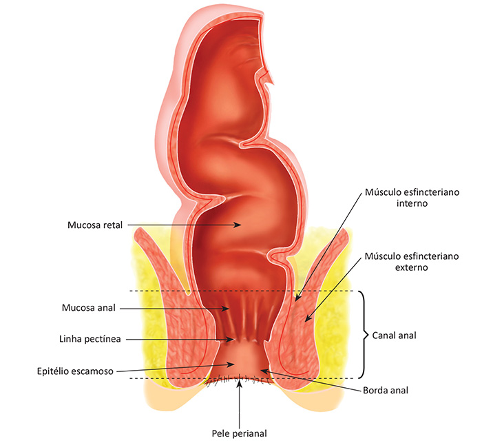 Anatomia do canal anal.