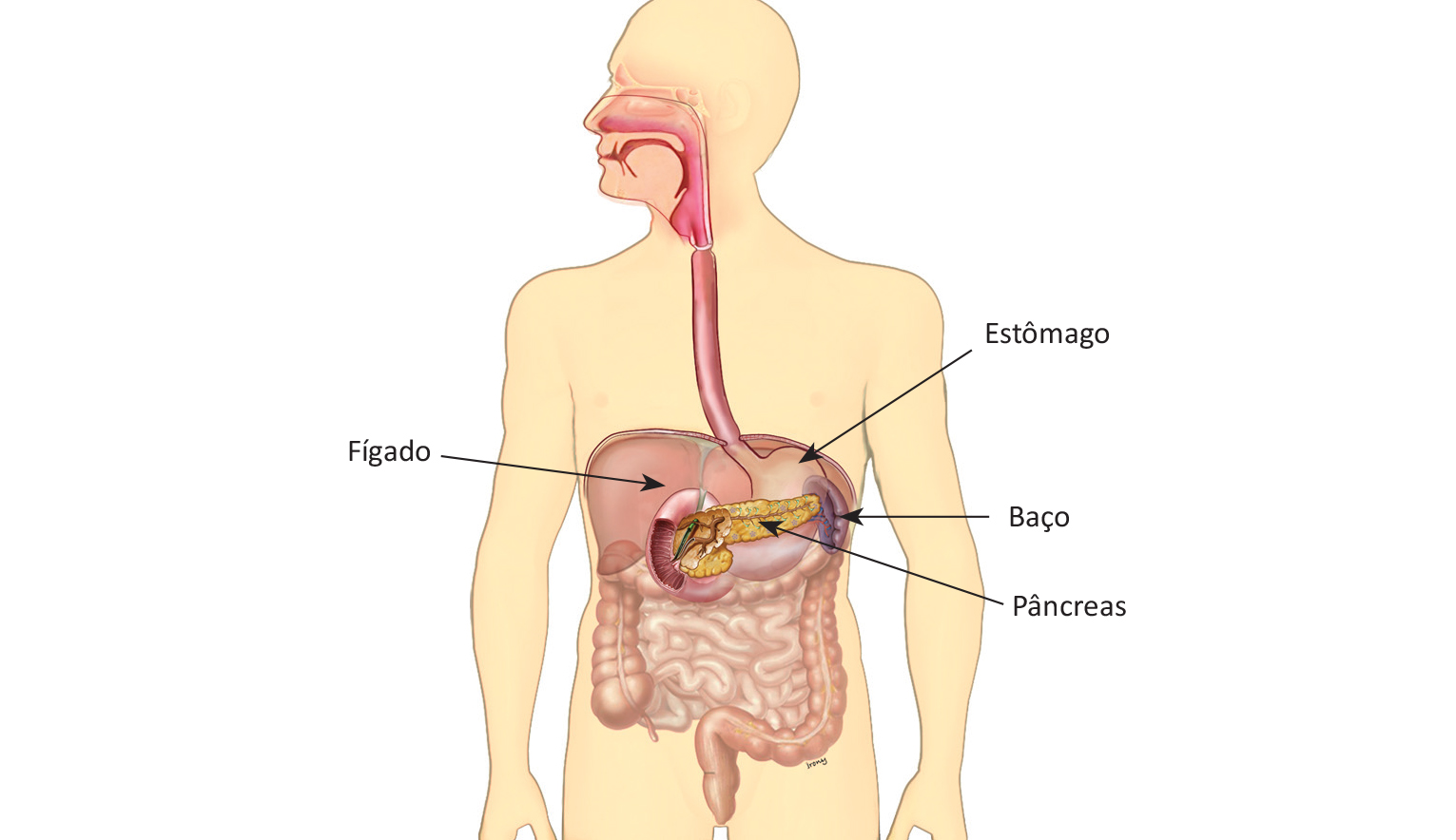 Localização do pâncreas.