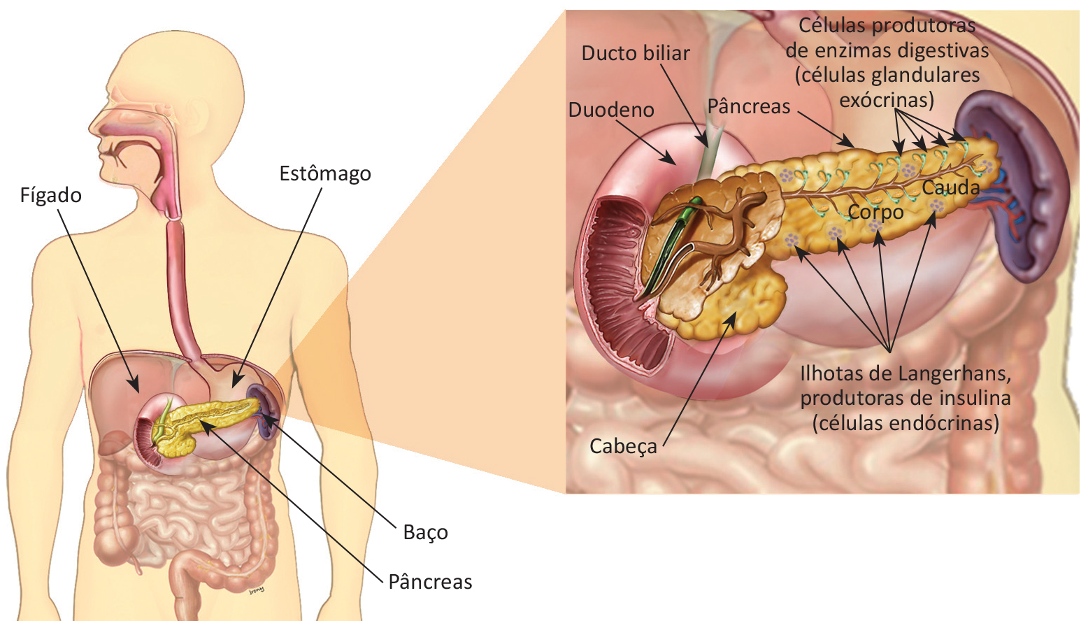 Anatomia do pâncreas 