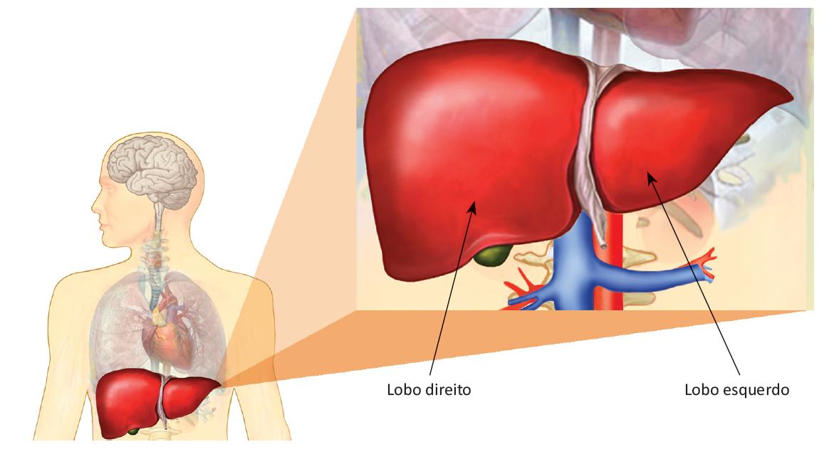 Anatomia do fígado com visão do órgão ampliada.