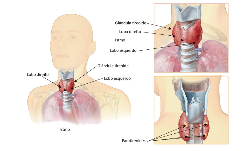 Anatomia da glândula tireoide
