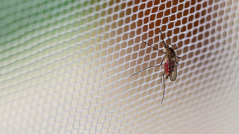 febre amarela mosquito tela