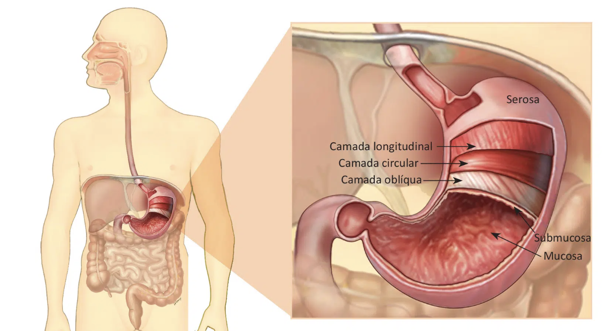 Câncer de estômago - Anatomia do estômago com o órgão ampliado. Note as várias camadas da parede gástrica.