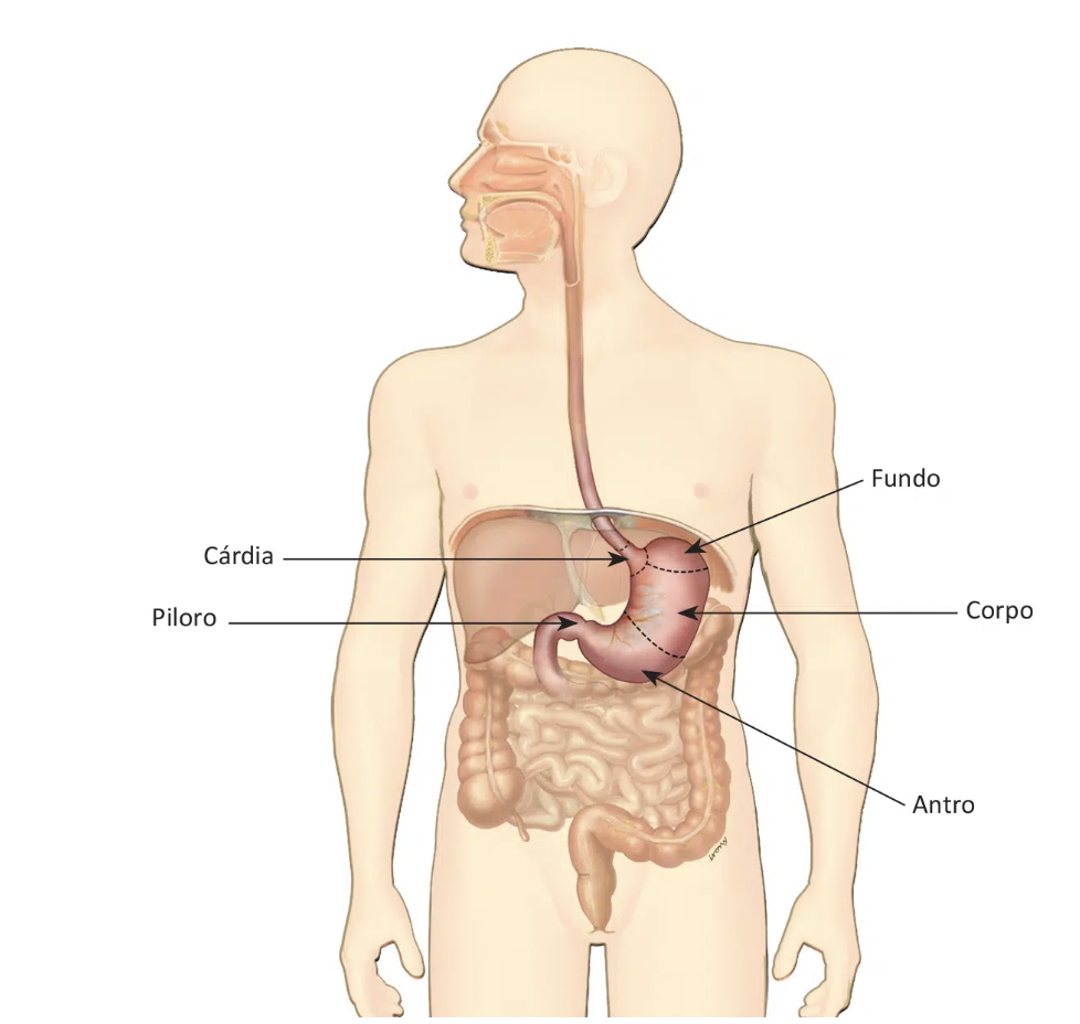 Câncer de estômago - Localização do estômago.
