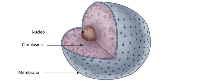 Célula humana. O DNA está contido no núcleo.
