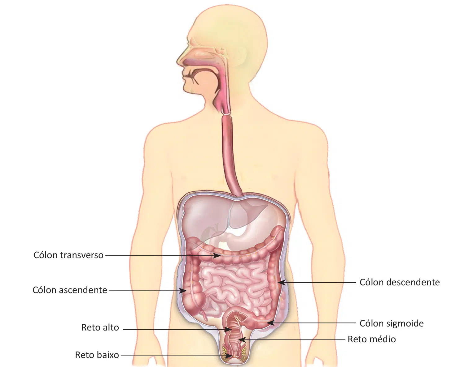 Localização do cólon e do reto.