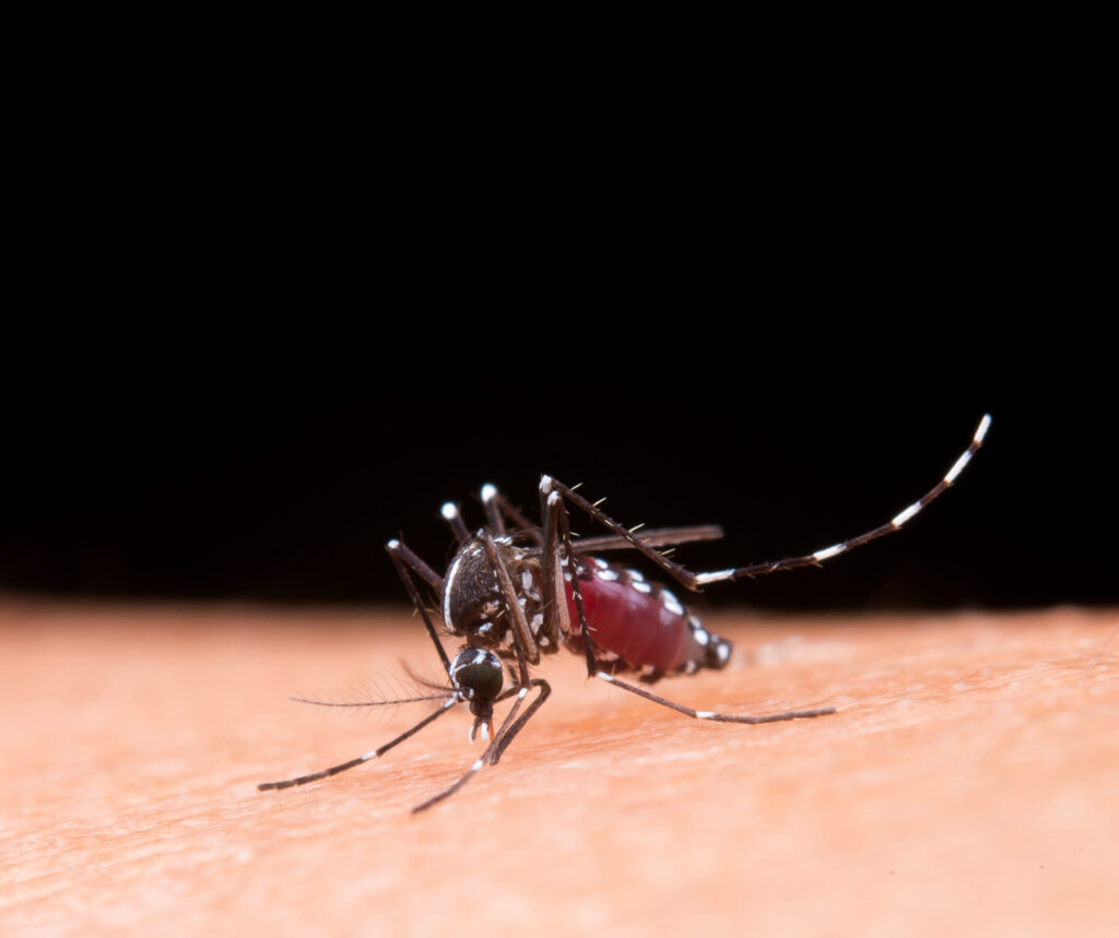 Epidemia de dengue e os cuidados com os pacientes oncológicos